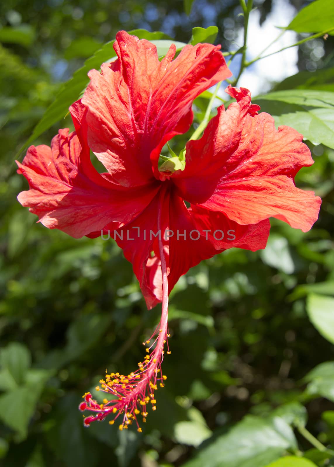 Red Hibiscus flower by khellon