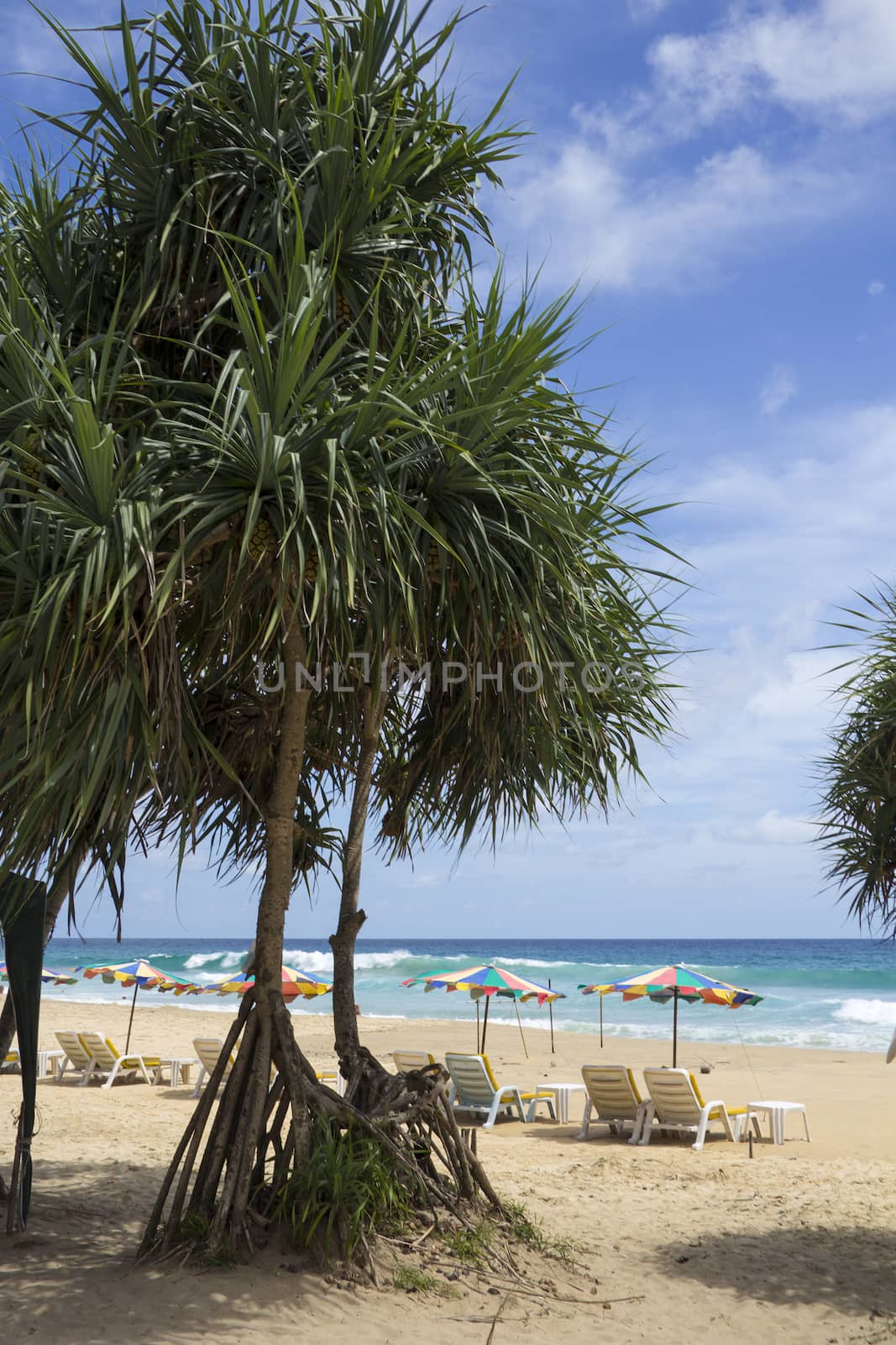 Pandanus trees and beach furniture on Karon Beach, Phuket