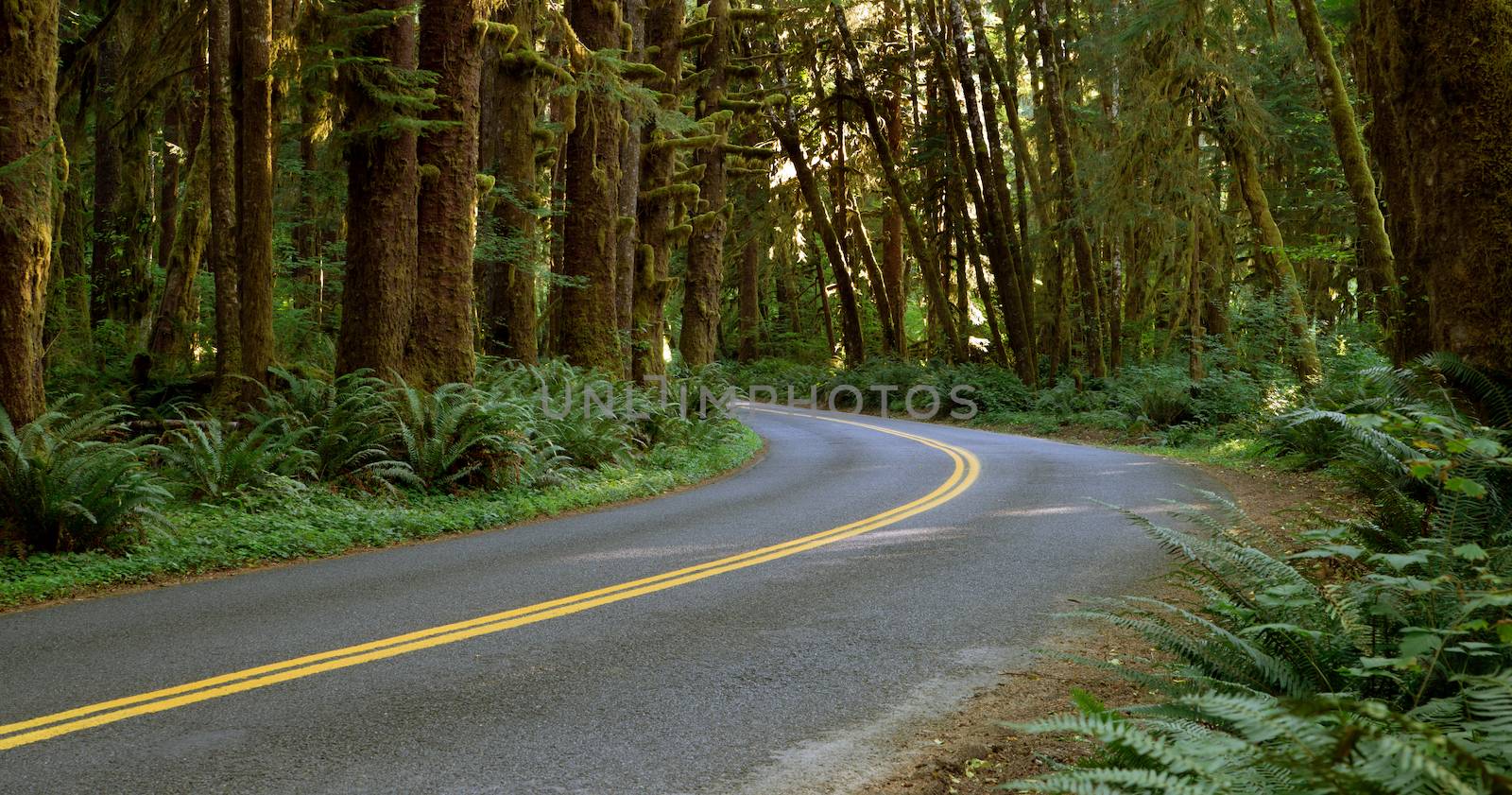 Two Lane Road Cuts Through Rainforest by ChrisBoswell