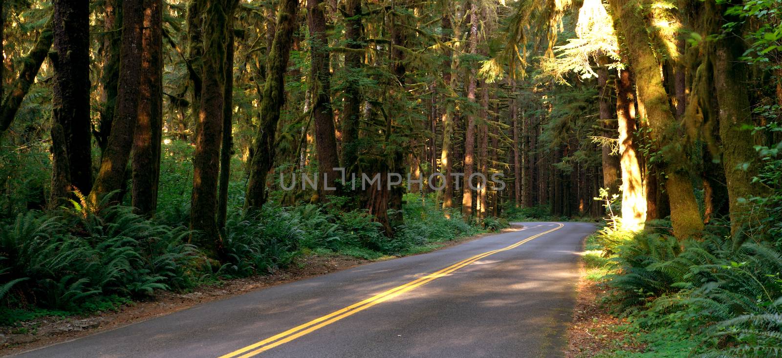 Two Lane Road Cuts Through Rainforest by ChrisBoswell