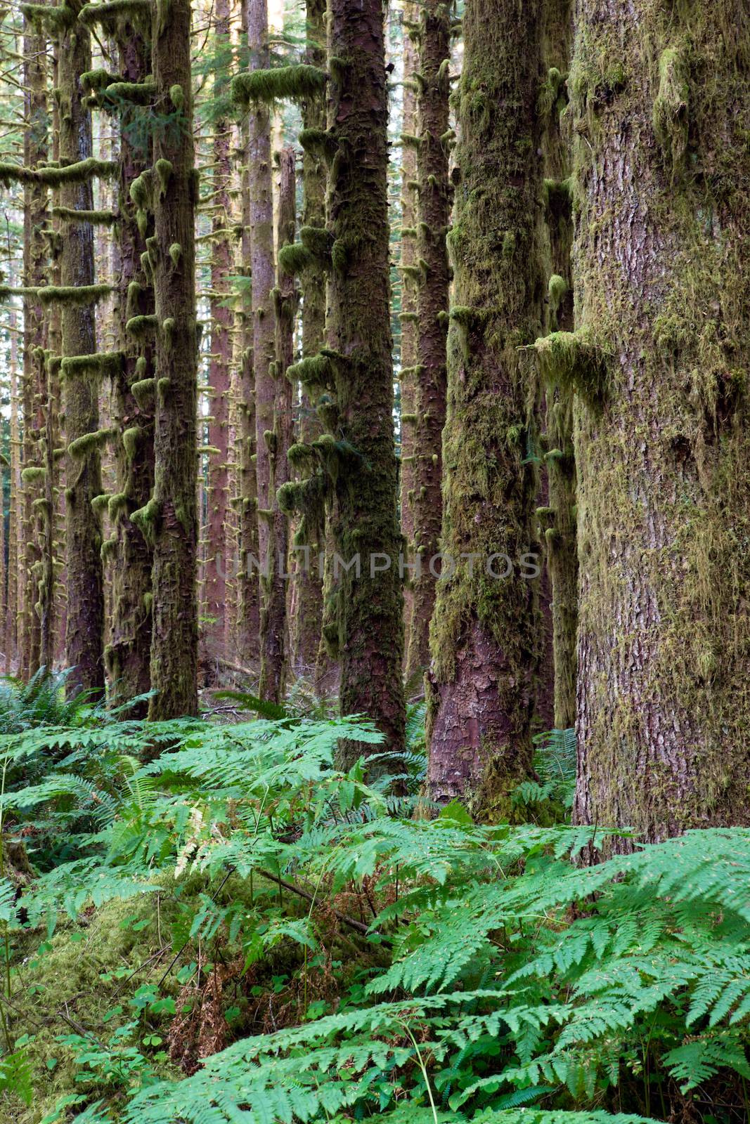 Hoh Rainforest Spruce Hemlock Cedar Trees Fern Groundcover by ChrisBoswell