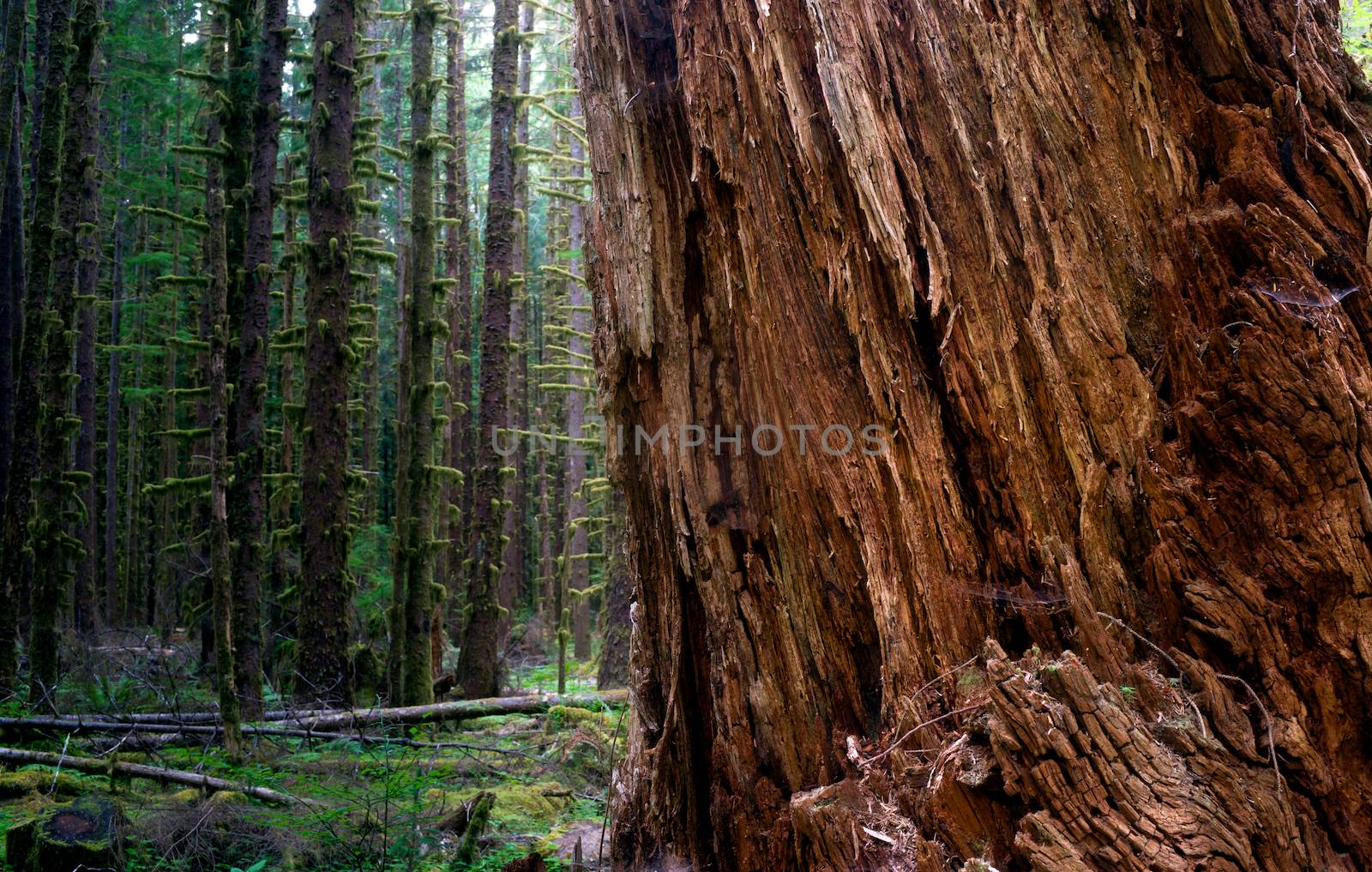 Massive Old Growth Red Cedar Tree Split Apart Wooded Rainforest by ChrisBoswell