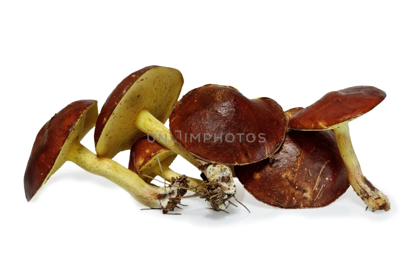 Slippery jack mushrooms (Suillus granulatus) isolated on white background by dsmsoft