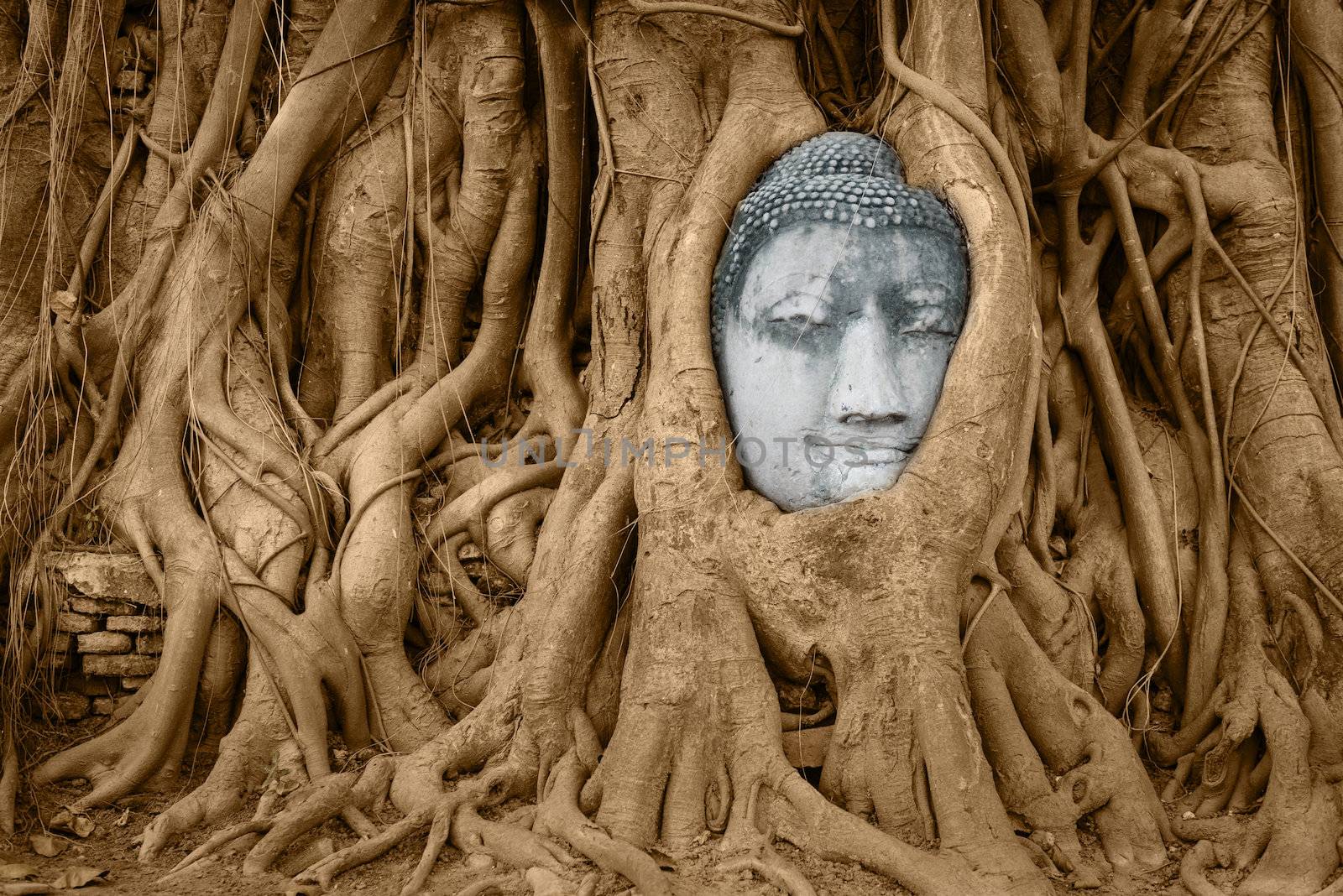 Stone Buddha head in tree roots by iryna_rasko