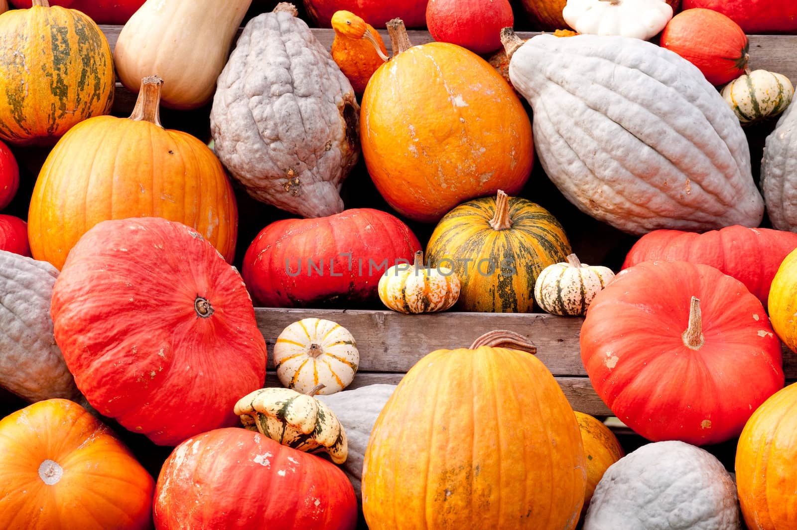 Colourful Pumpkin Collection At The Autumn Market