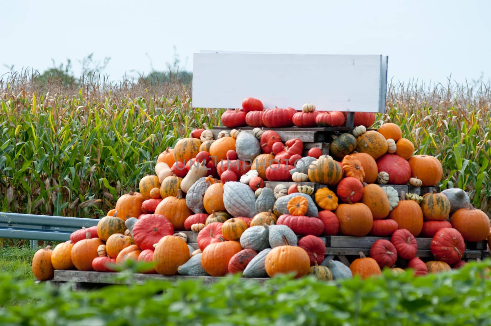 Colourful Pumpkin Collection With Copytext
