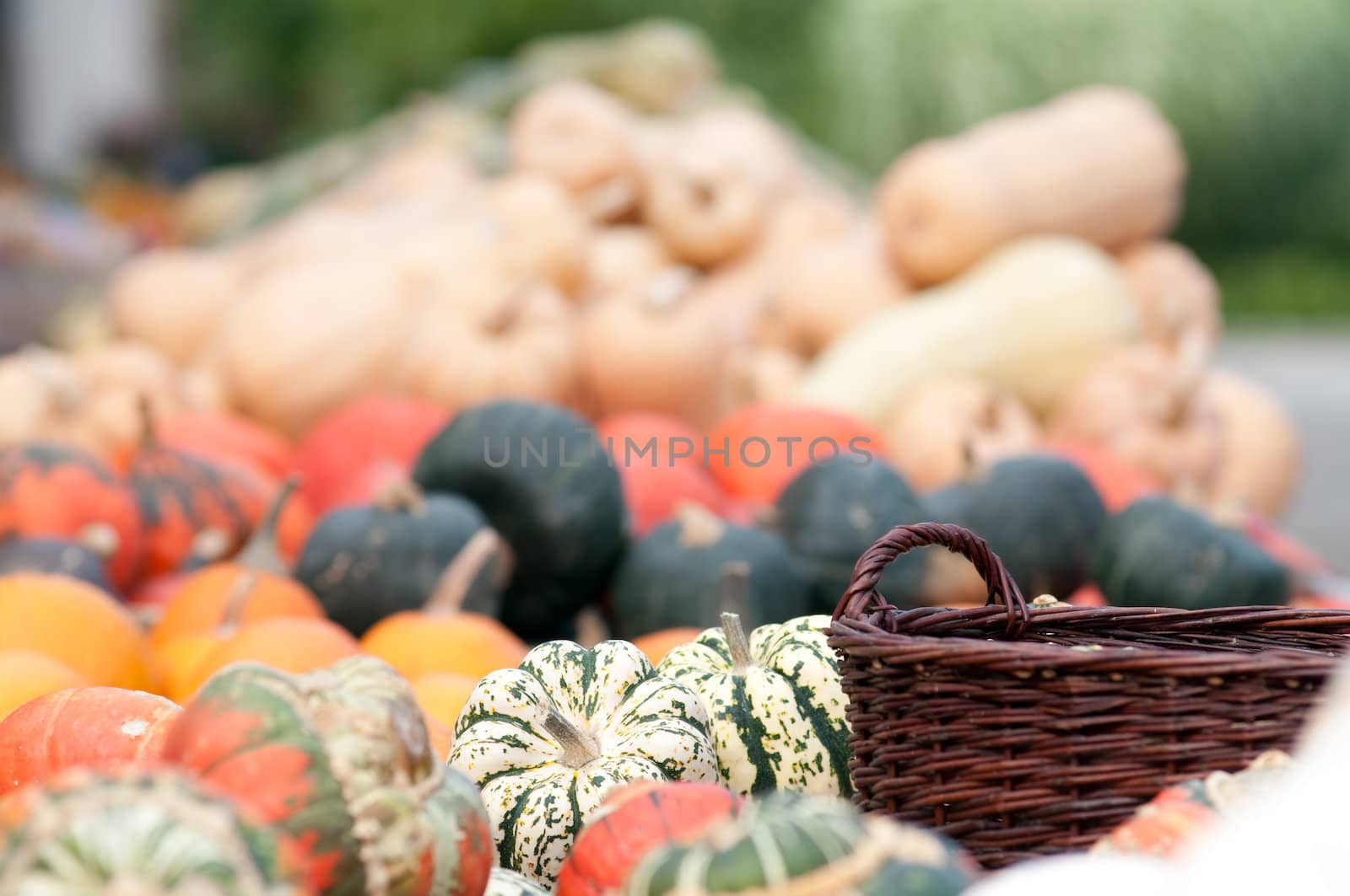 Colourful Pumpkin Collection At The Autumn Market