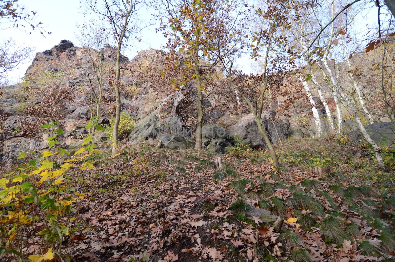 Wild Sarka, Prague