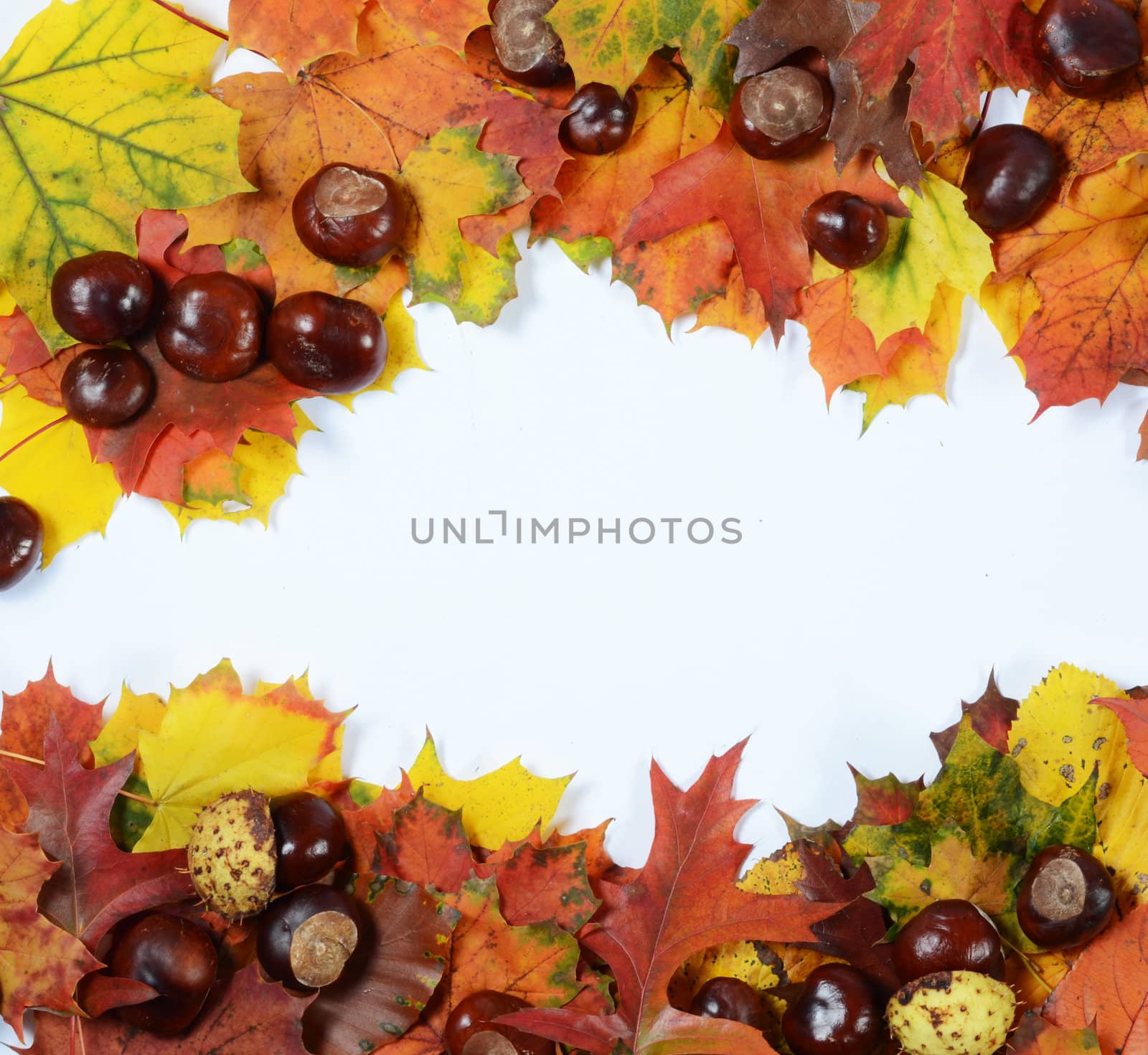 autumn frame