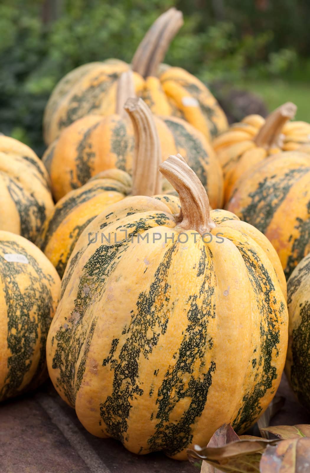 Colorful Pumpkin Collection At The Autumn Market