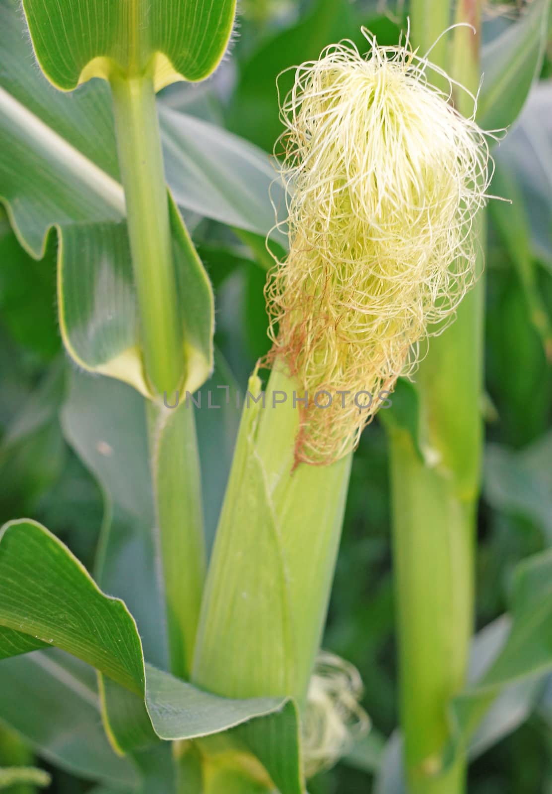 Blooming corn in the garden close up                               