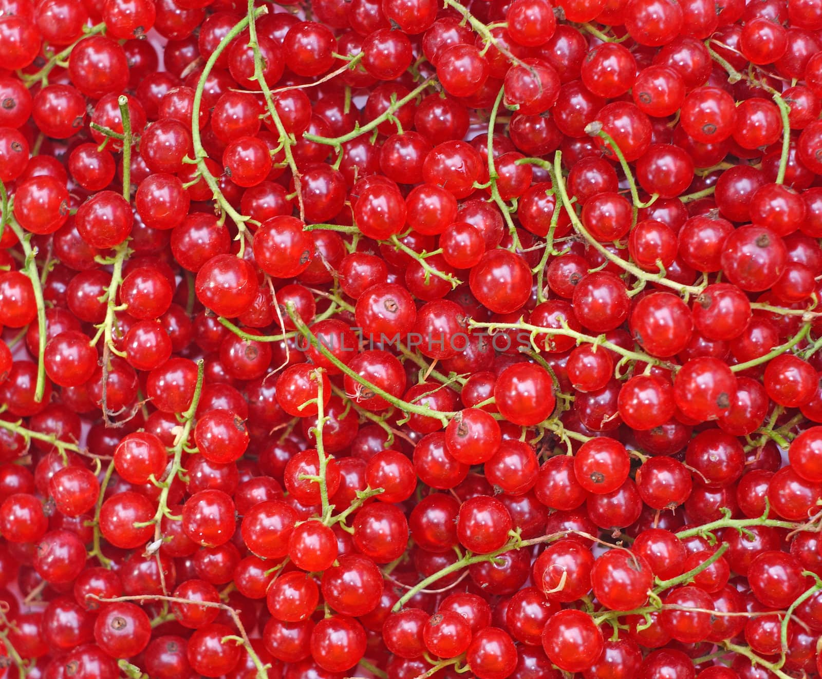 Ripe red currant close-up as background                               