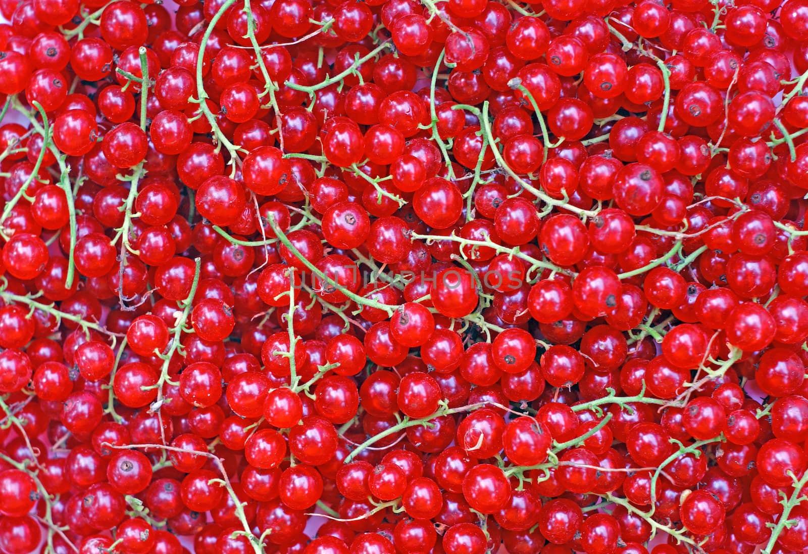 Ripe red currant close-up as background                               