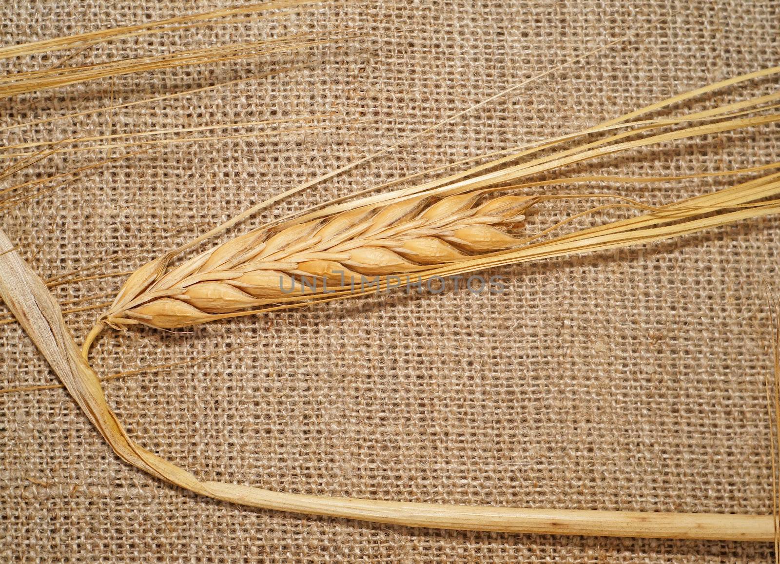 Ear of wheat on a rough fabric                               