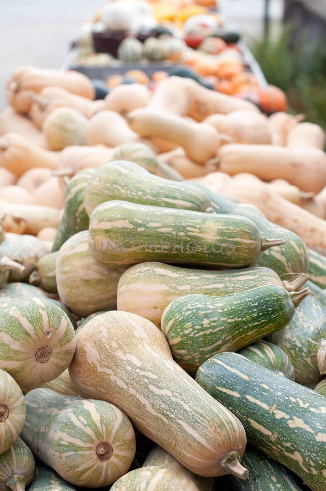 Colourful Pumpkin Collection At The Autumn Market