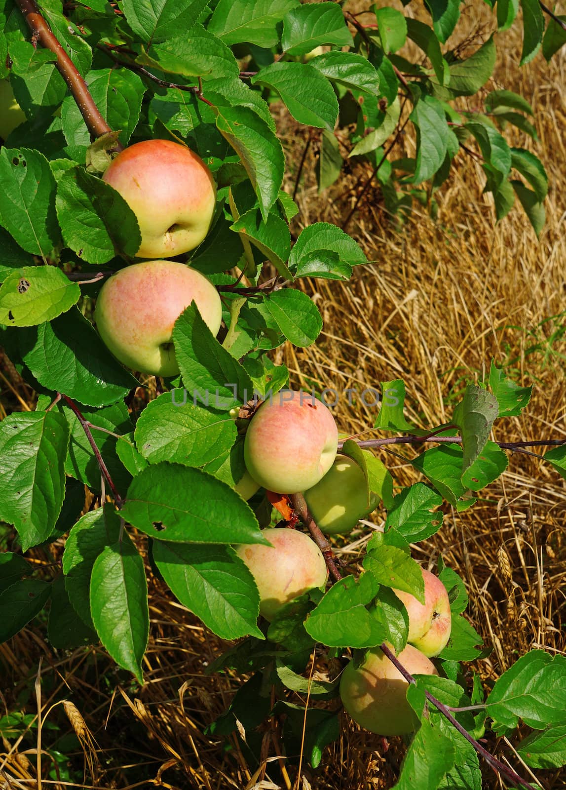 Branch with red apples on a background of a ripe field                               