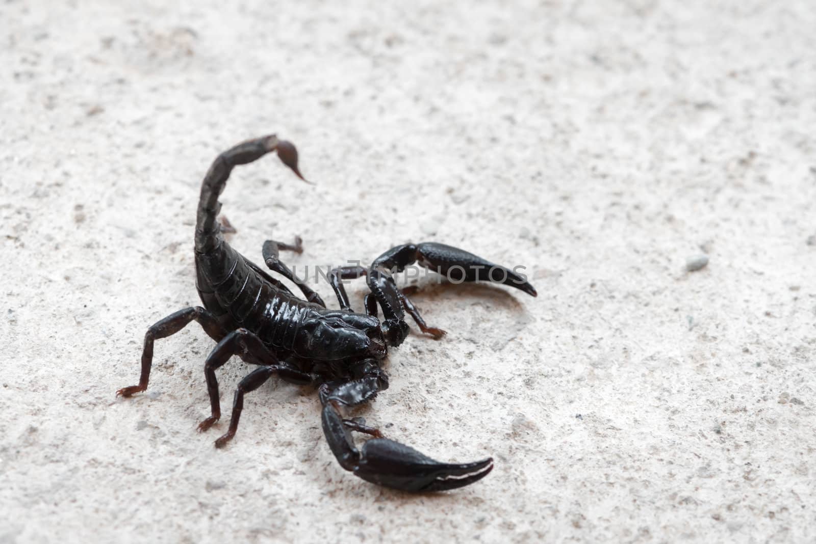 Black Asian forest scorpion by iryna_rasko