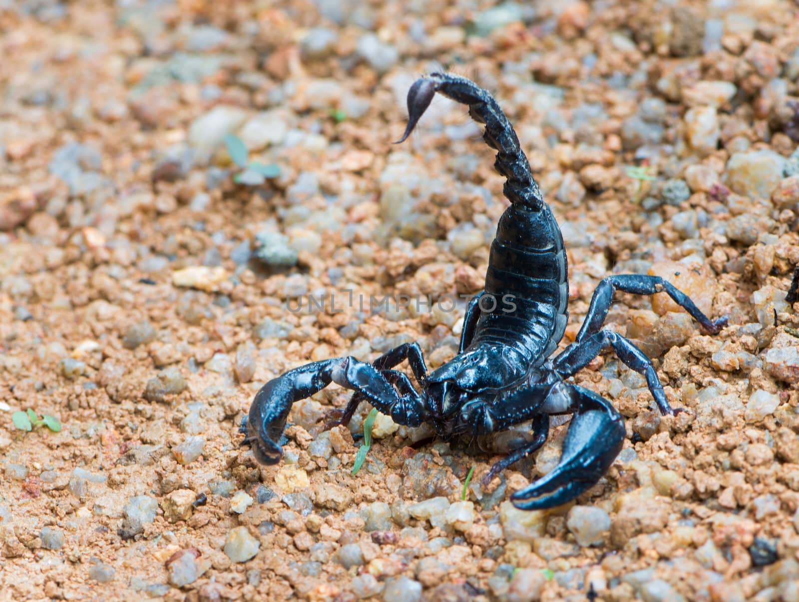 Black Asian forest scorpion (Heterometrus longimanus) on ground