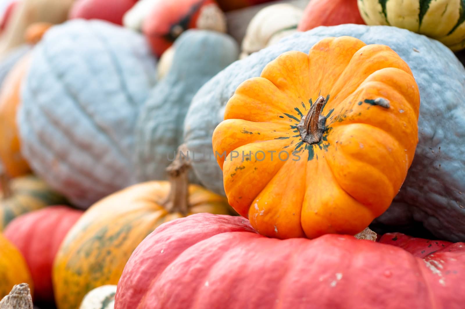 Autumn Pumpkins by Rainman