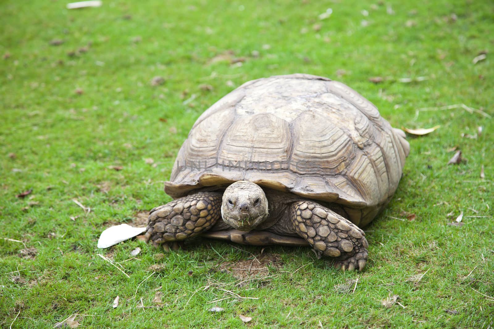 Centrochelys sulcata turtle in green grass