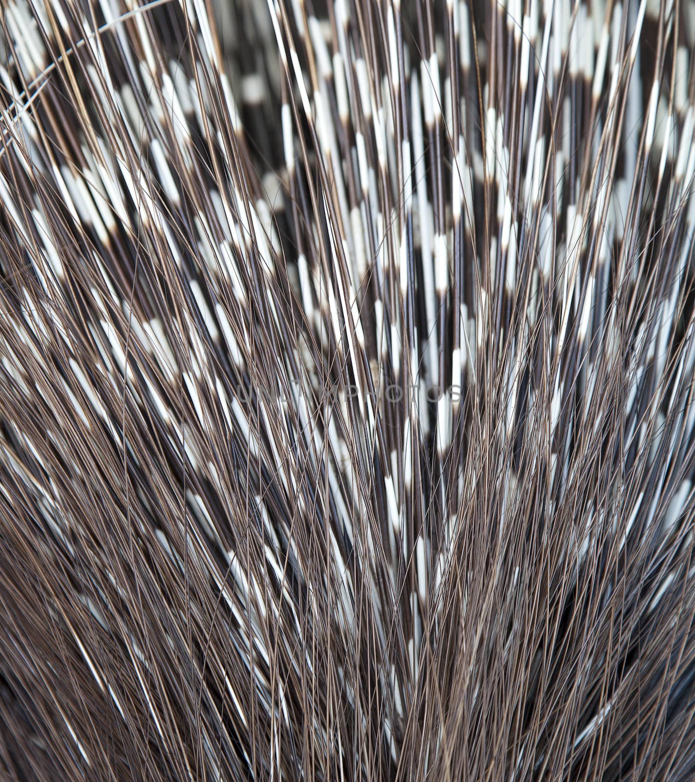 Close up of porcupine spines