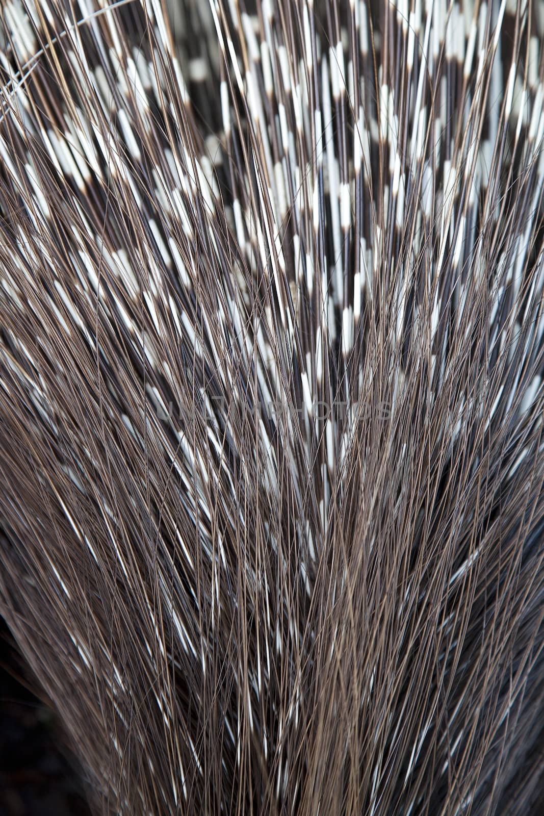 Close up of porcupine spines