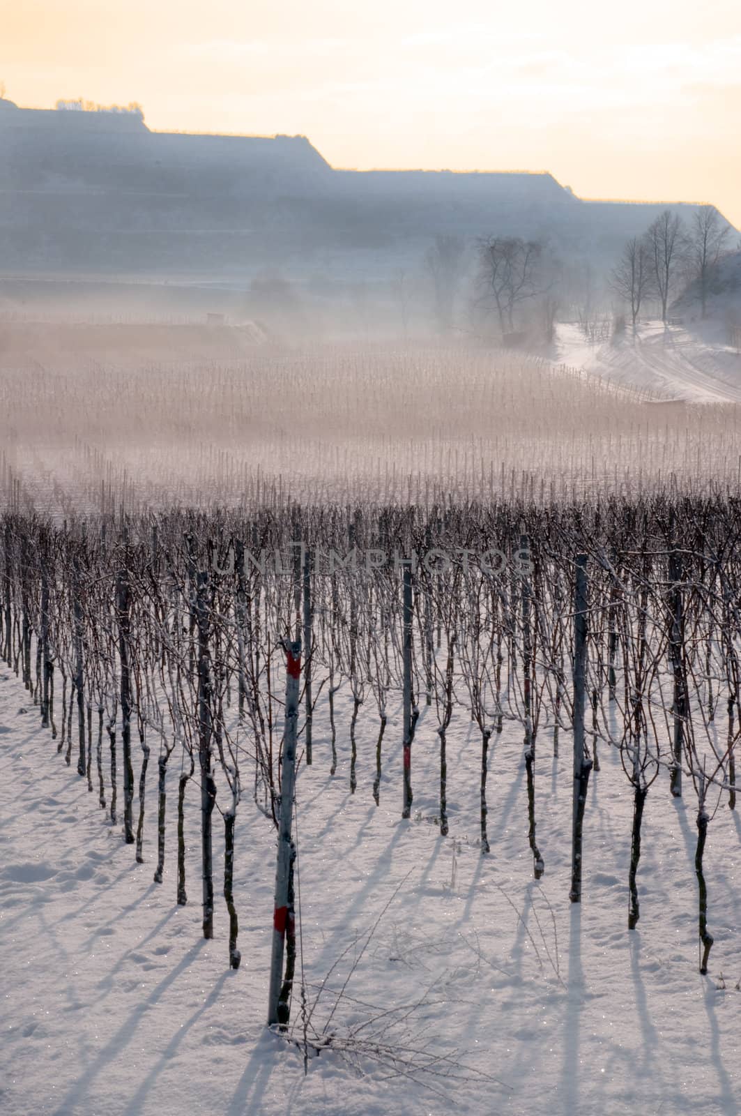 Vineyard landscape in winter by sunset