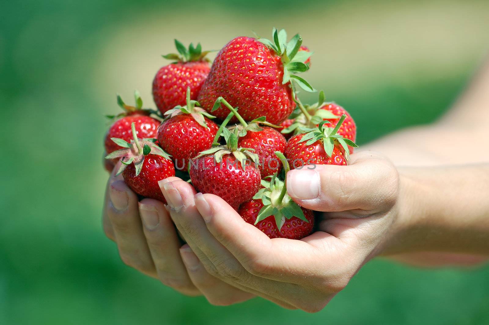 Fresh picked strawberries by Rainman