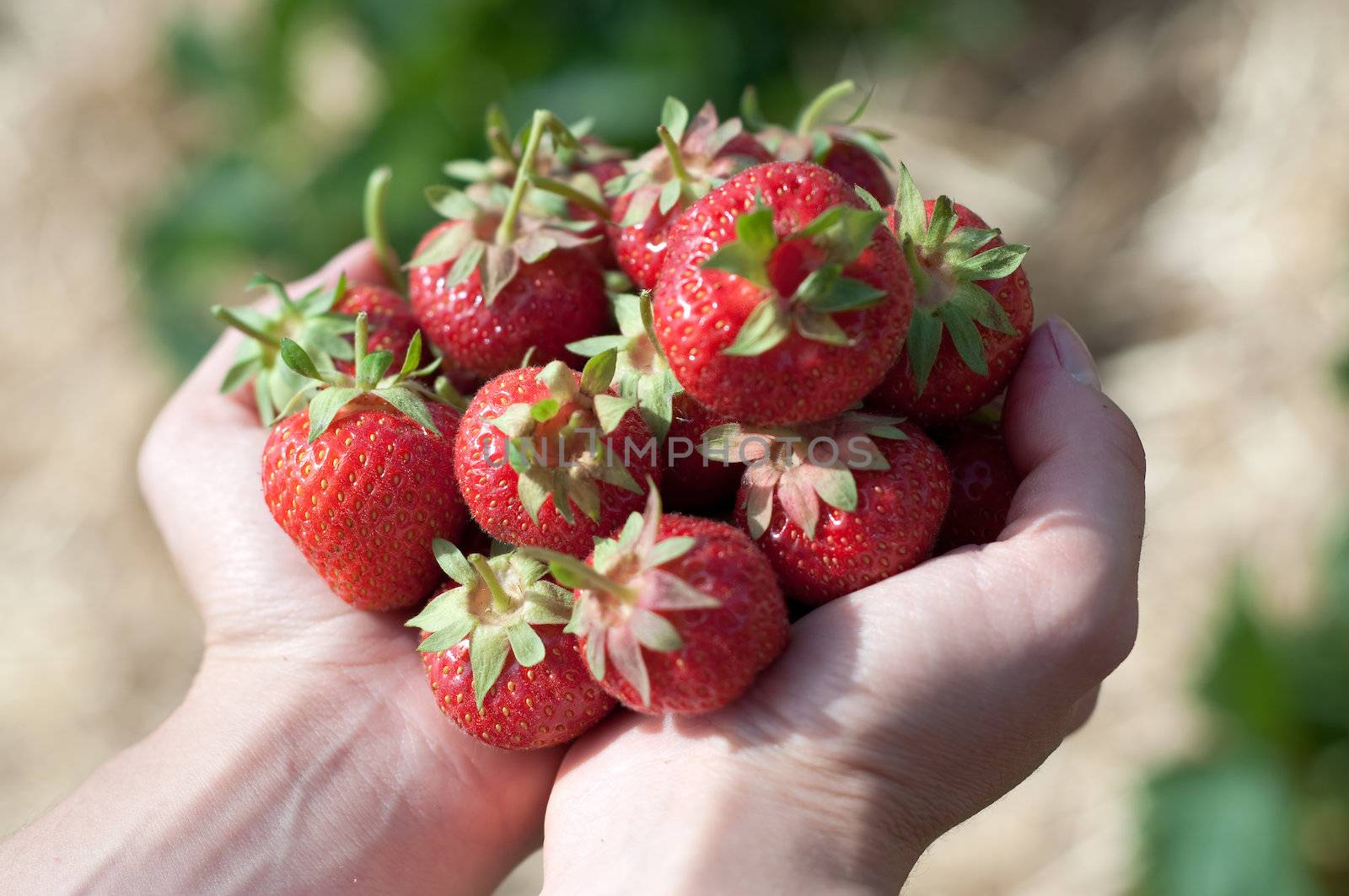 Fresh picked strawberries held over strawberry plants