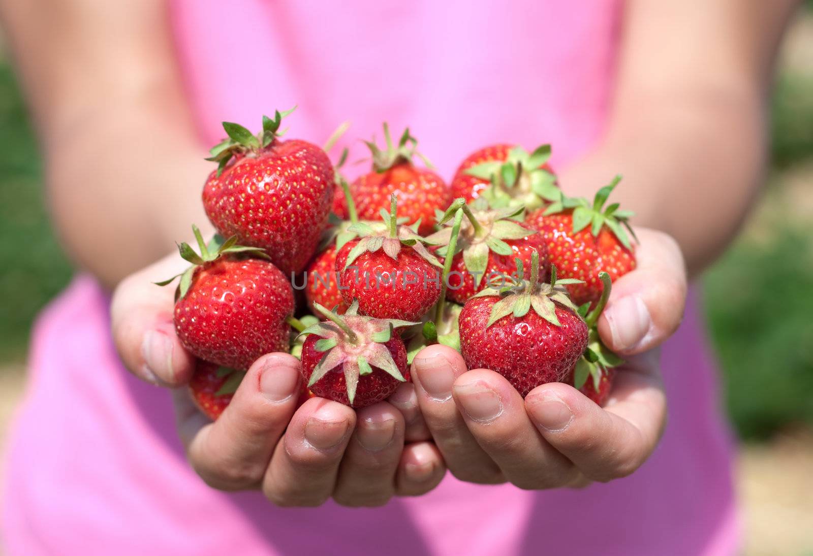 Fresh picked strawberries held by a pretty girl