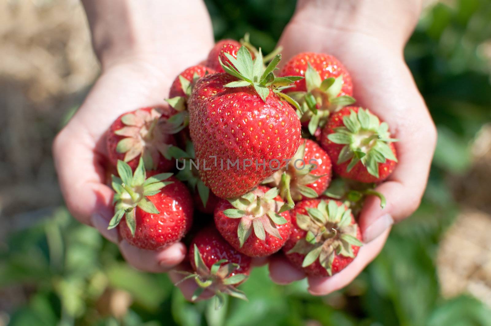 Fresh picked strawberries held over strawberry plants