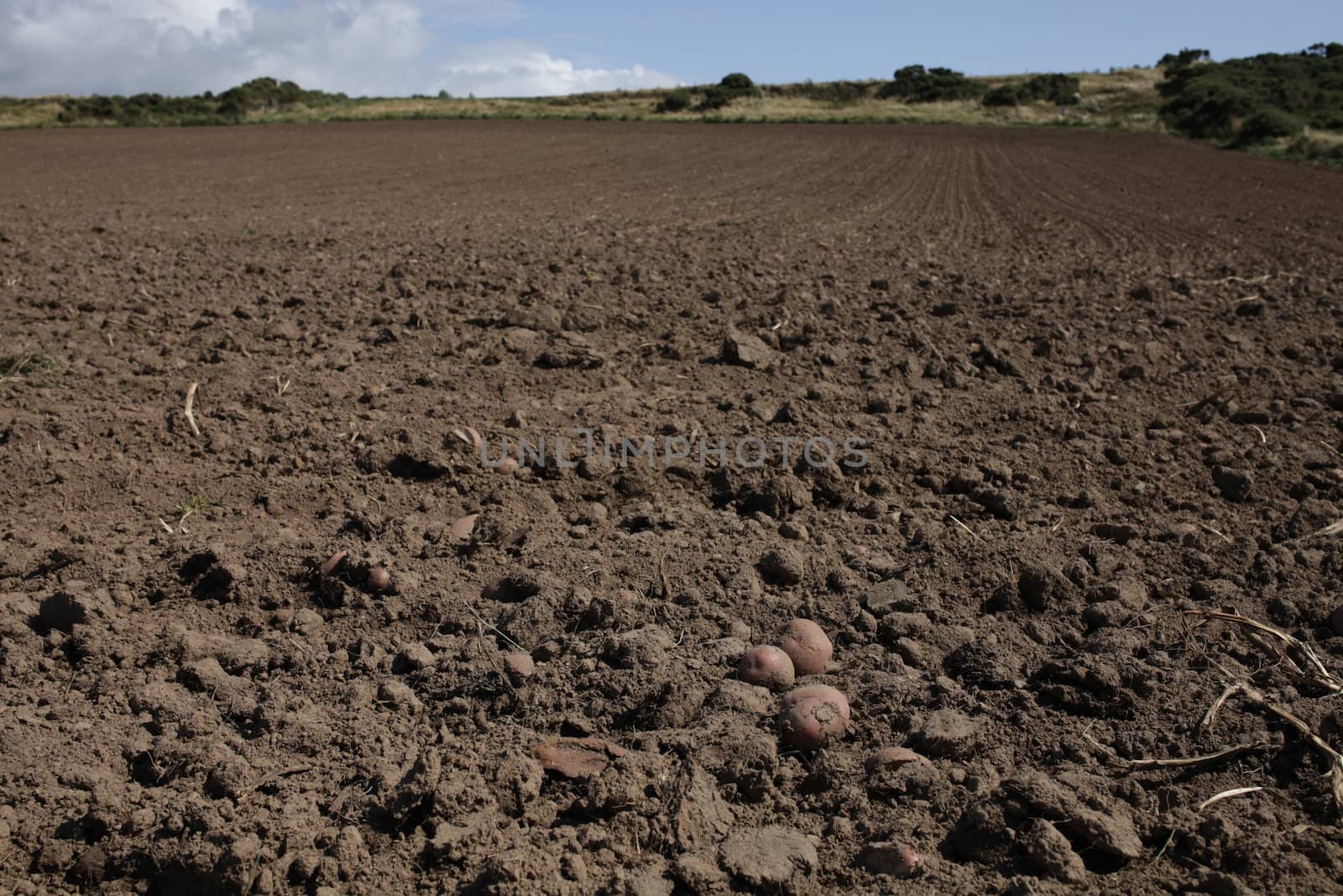 Red potatoes lay on soil following the harvest with a cleared field leading to the distance.