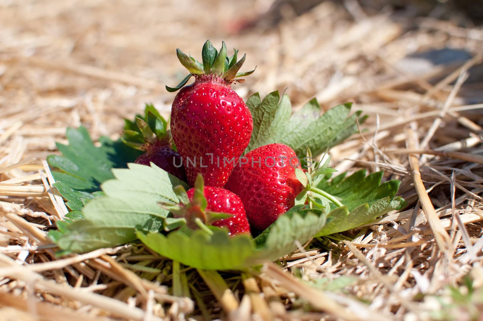 Fresh picked strawberries by Rainman