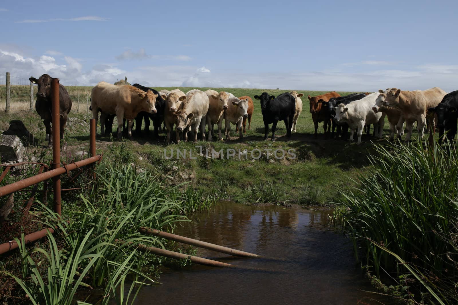 Cattle at water hole. by richsouthwales