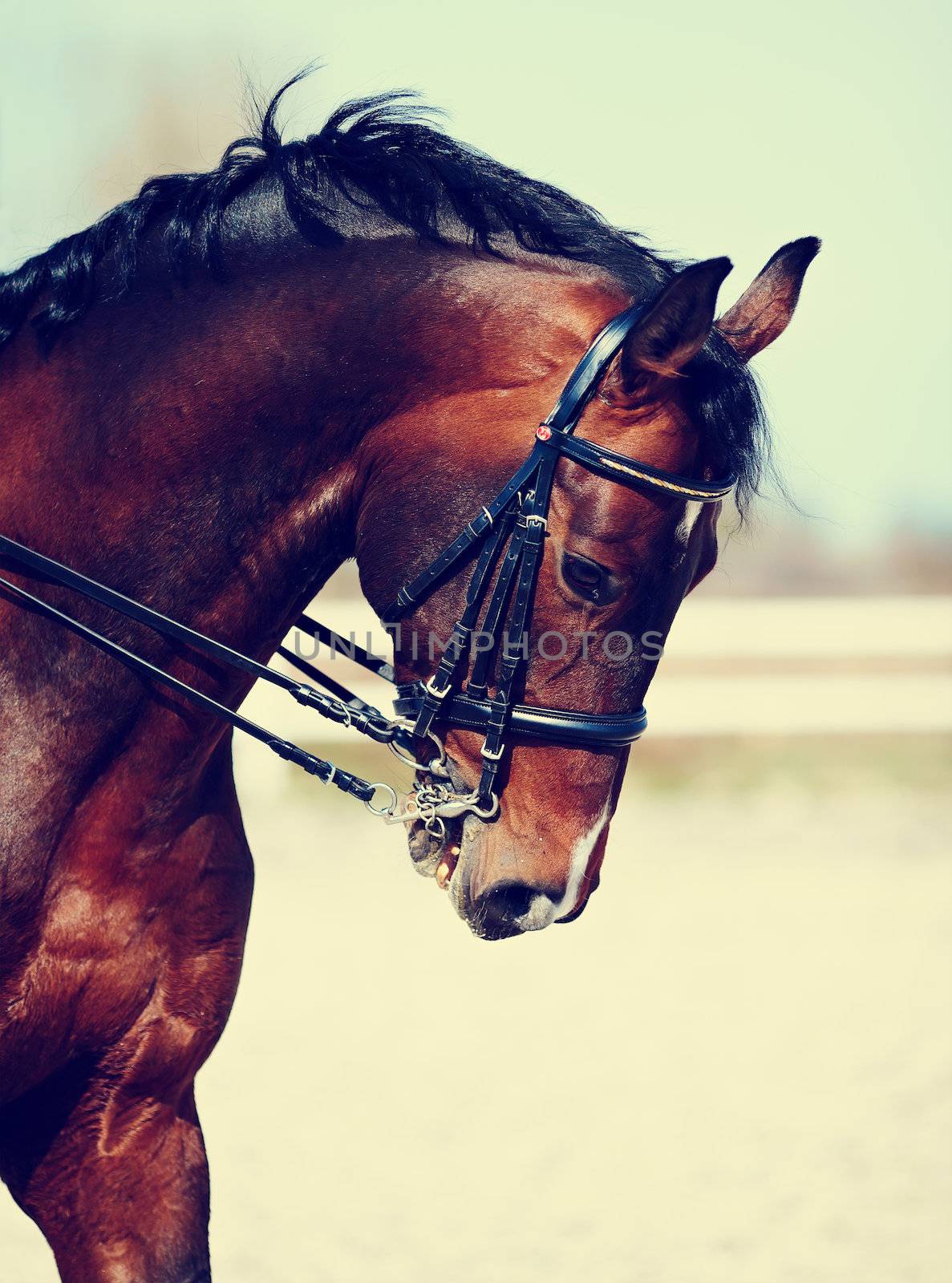 Portrait of a sports horse. by Azaliya