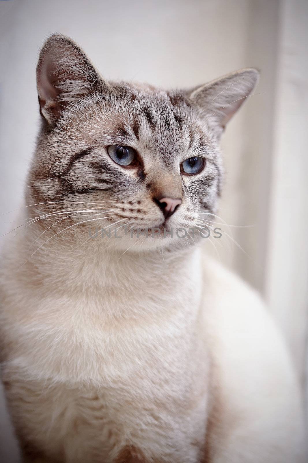 Portrait of a striped blue-eyed cat. Striped cat. Striped not purebred kitten. Small predator. Small cat.