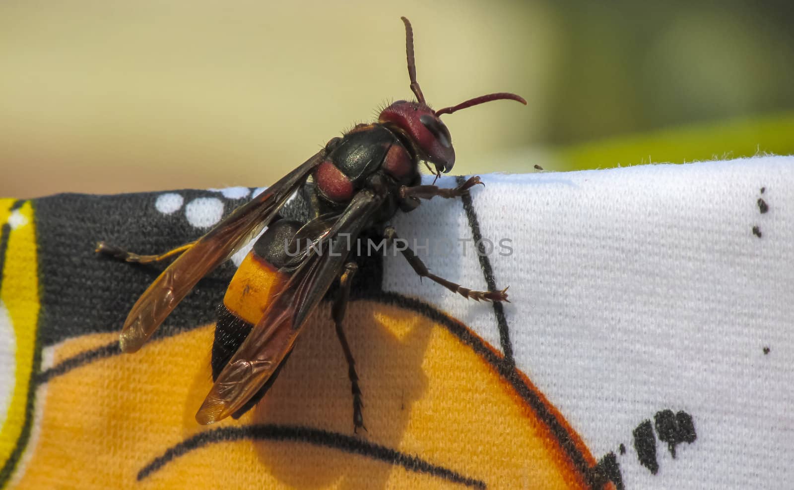 Giant wasp on cloth HAVING SUNBATH ON A SUNNY DAY