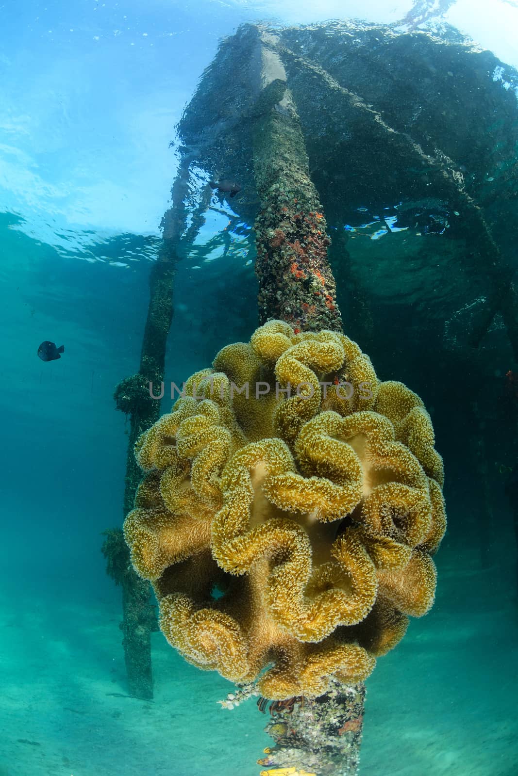 giant anemone at dive center in Mabul, Sipadan, Malaysia by think4photop