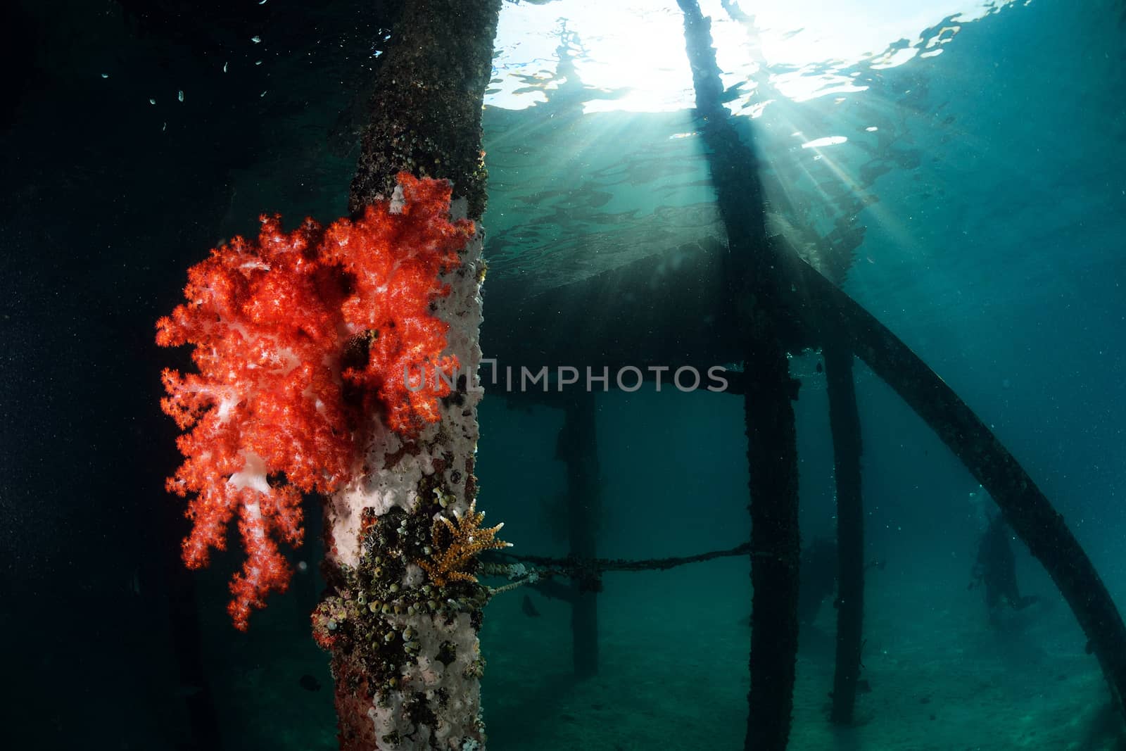 red soft coral at dive center in Mabul, Sipadan, Malaysia by think4photop