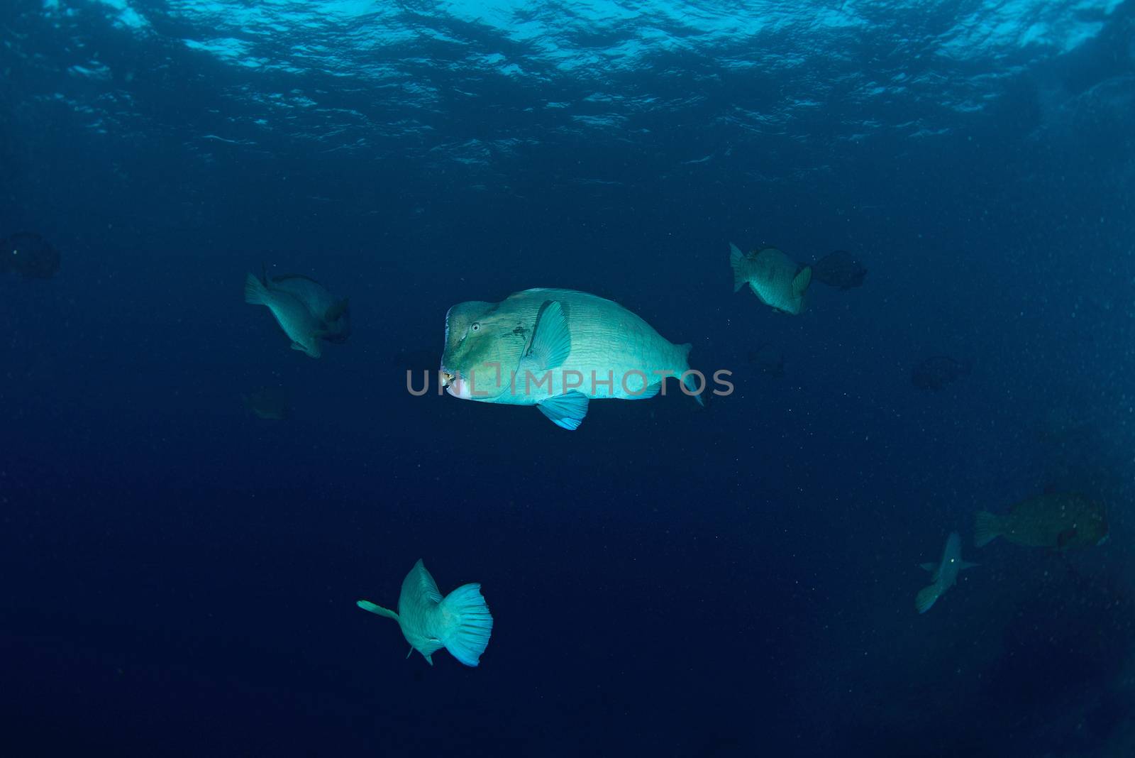 school of bump-head parrot fish swimming in shallow water in sipadan in Malaysia