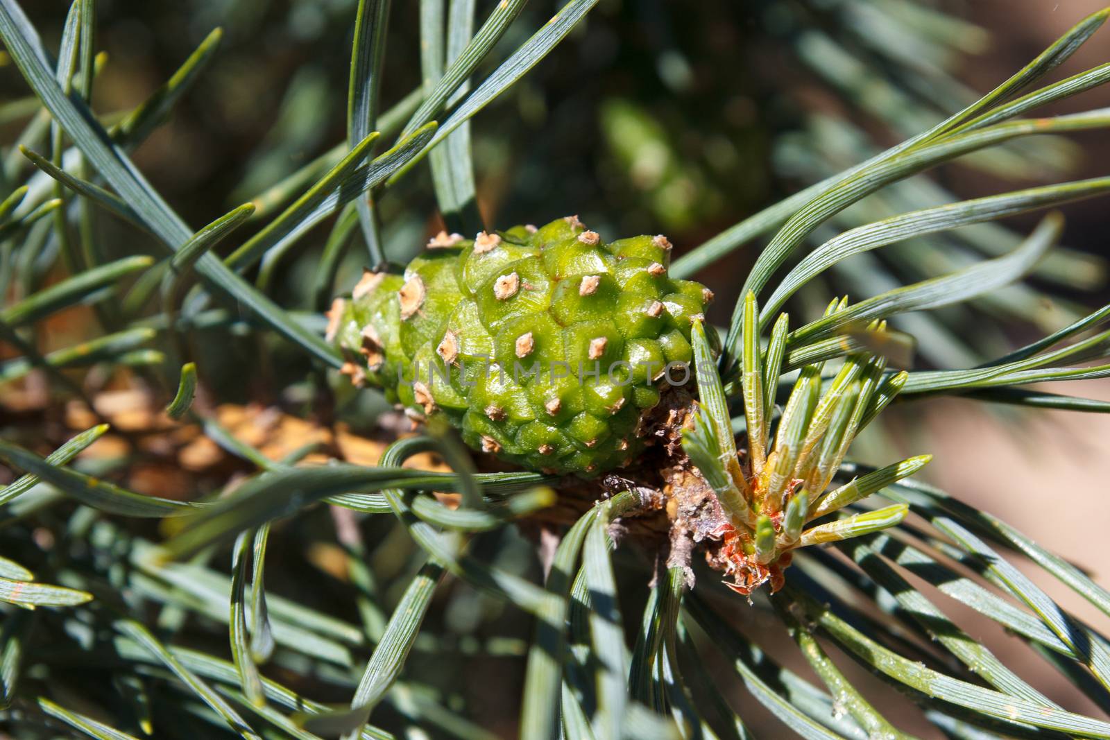 fresh pine cone in early spring
