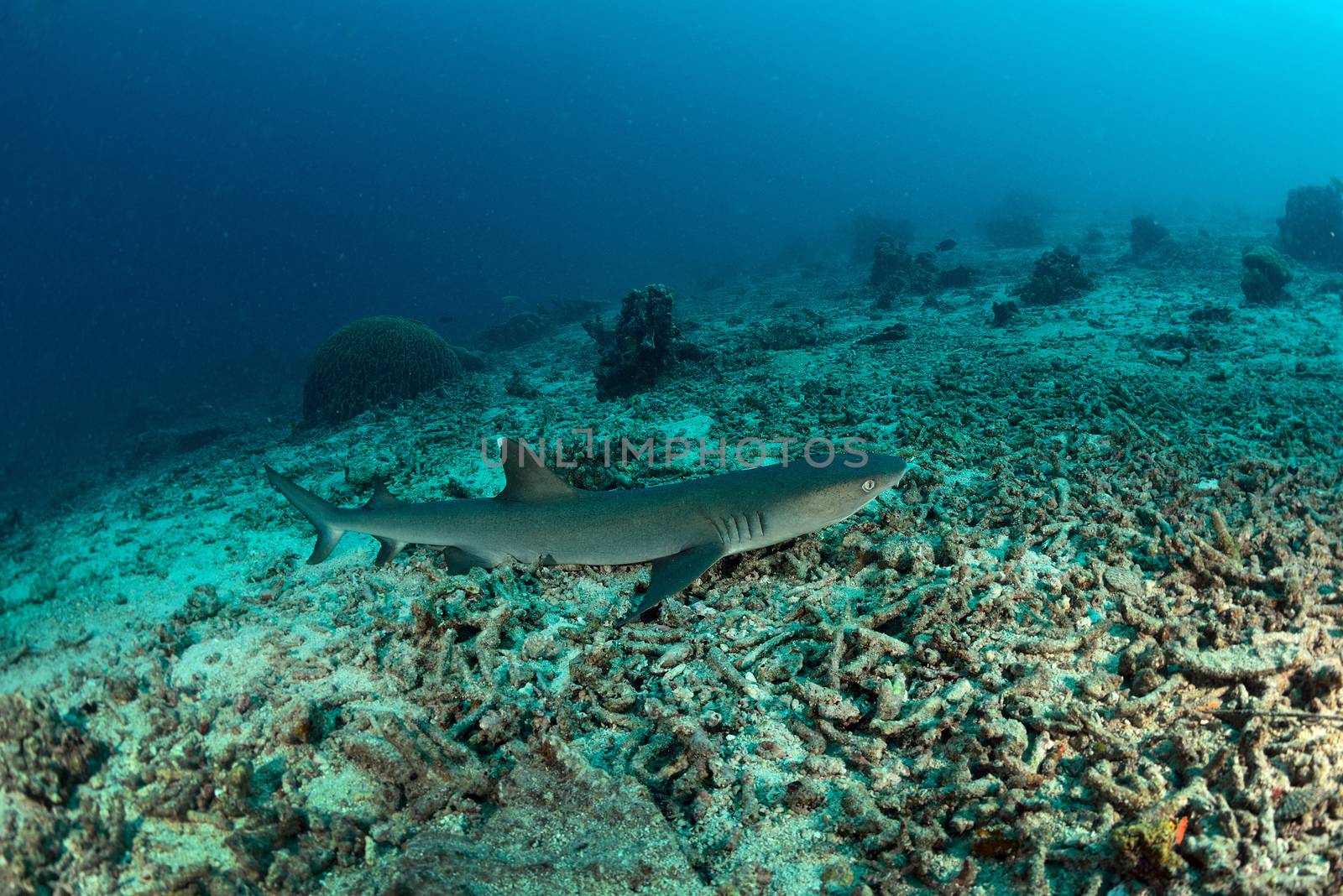 White tip reef Shark dive in sipadan by think4photop