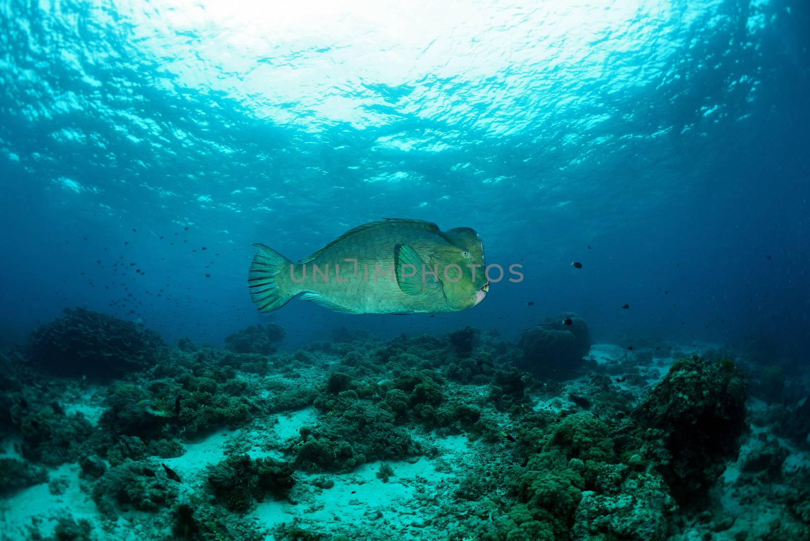 bump-head parrot fish swimming in shallow water in sipadan in M by think4photop