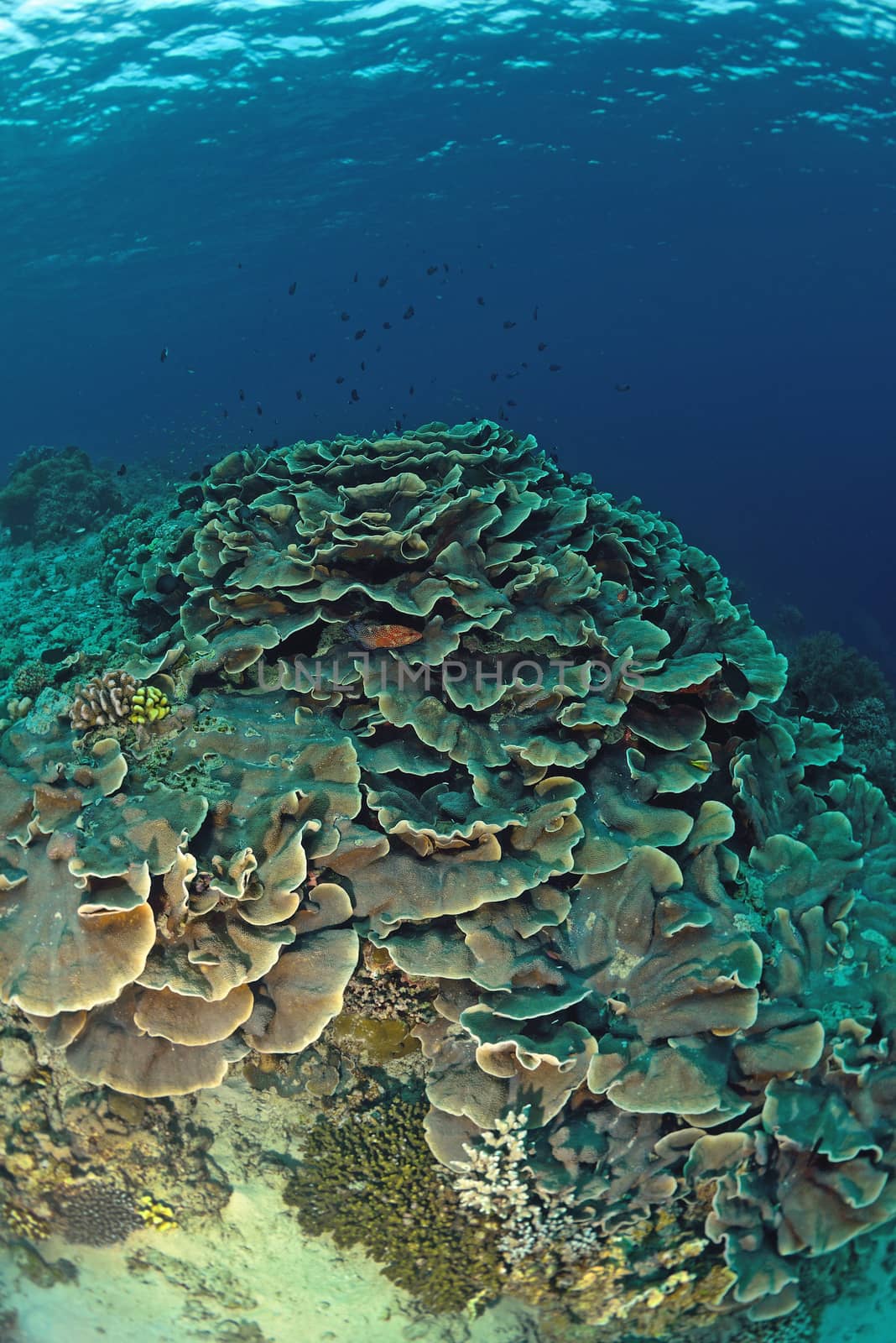 Leaf coral and tropical underwater life by think4photop
