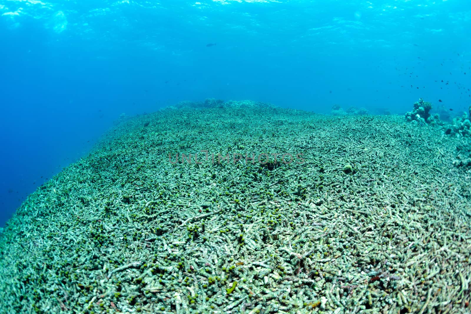 coral reef has been completely destroyed