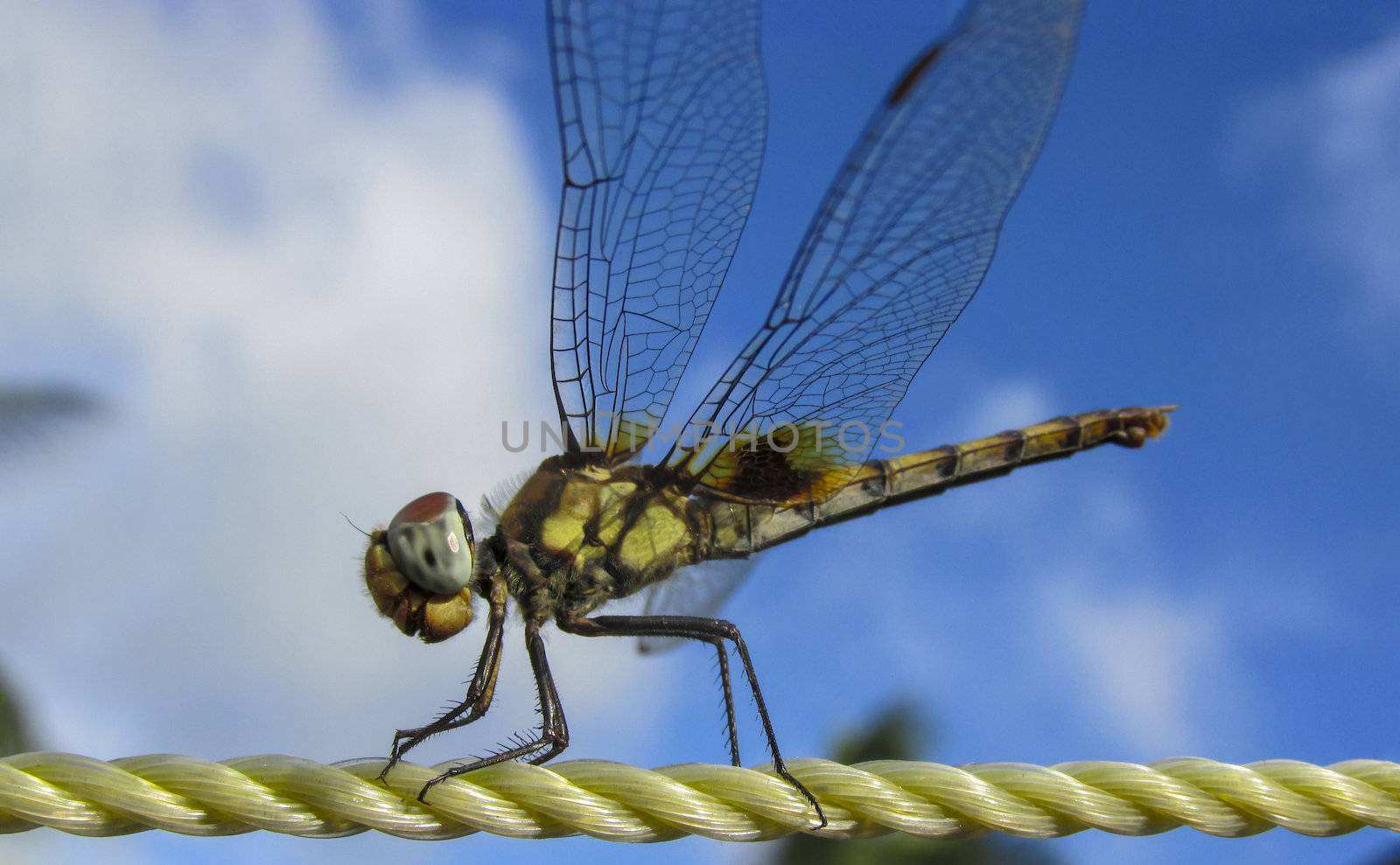 DRAGONFLY-plastic-rope closeup on a blue sky background