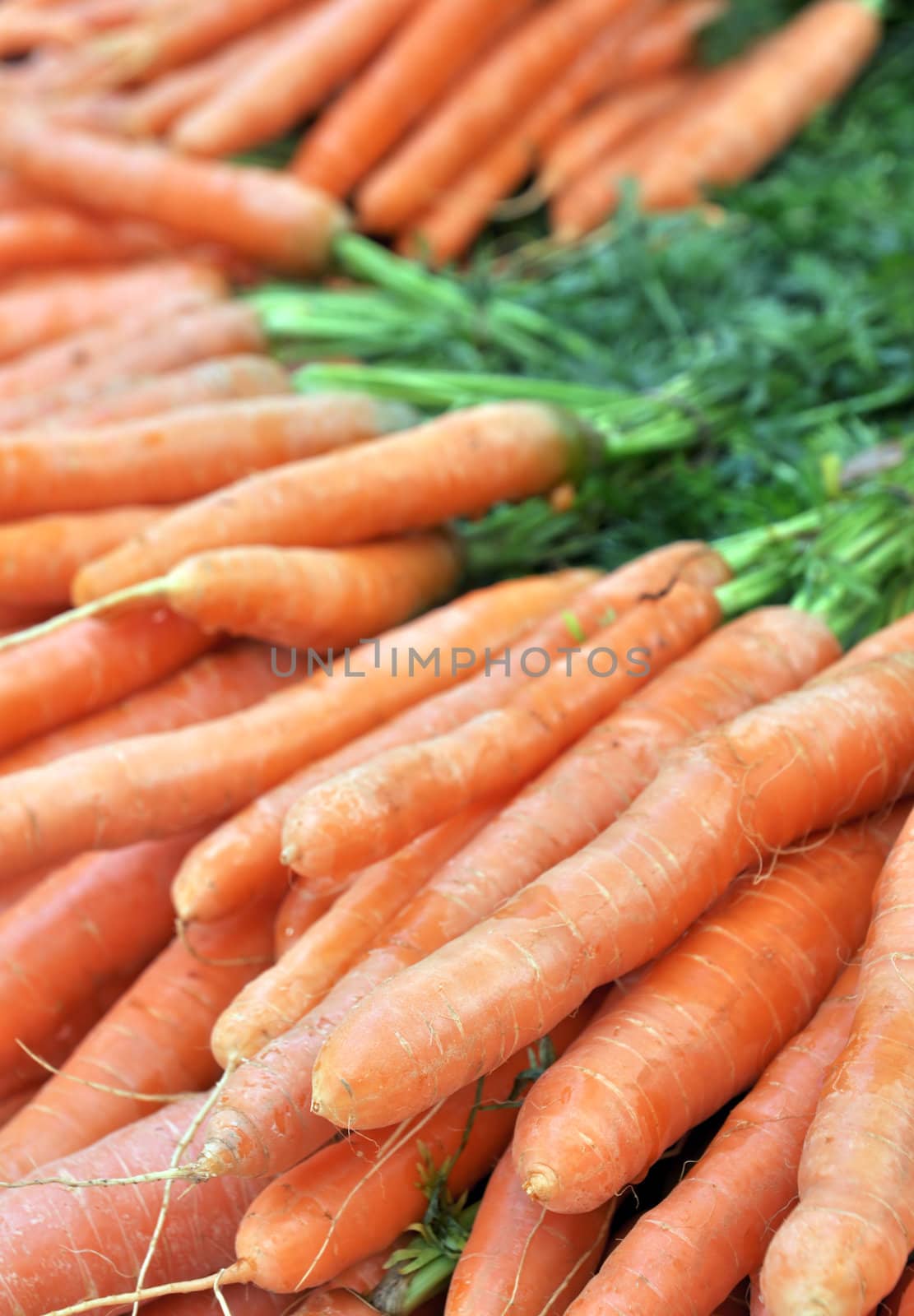 Frash Carrots by Rainman