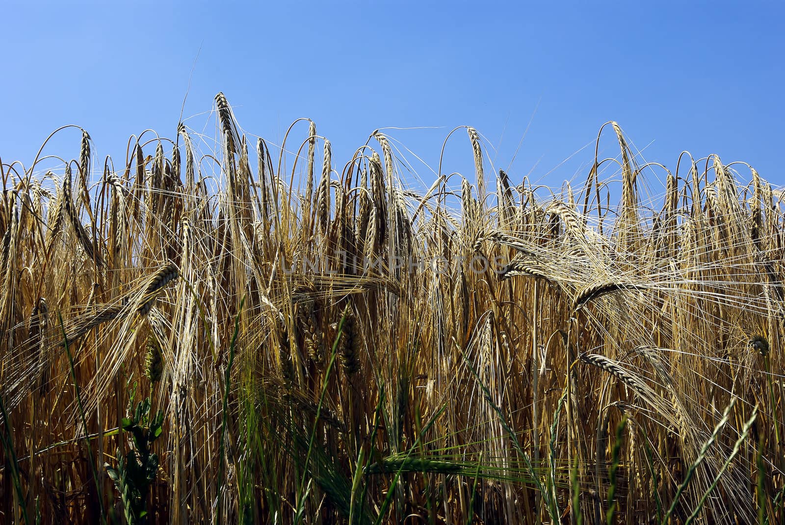wheat in a field by potts312