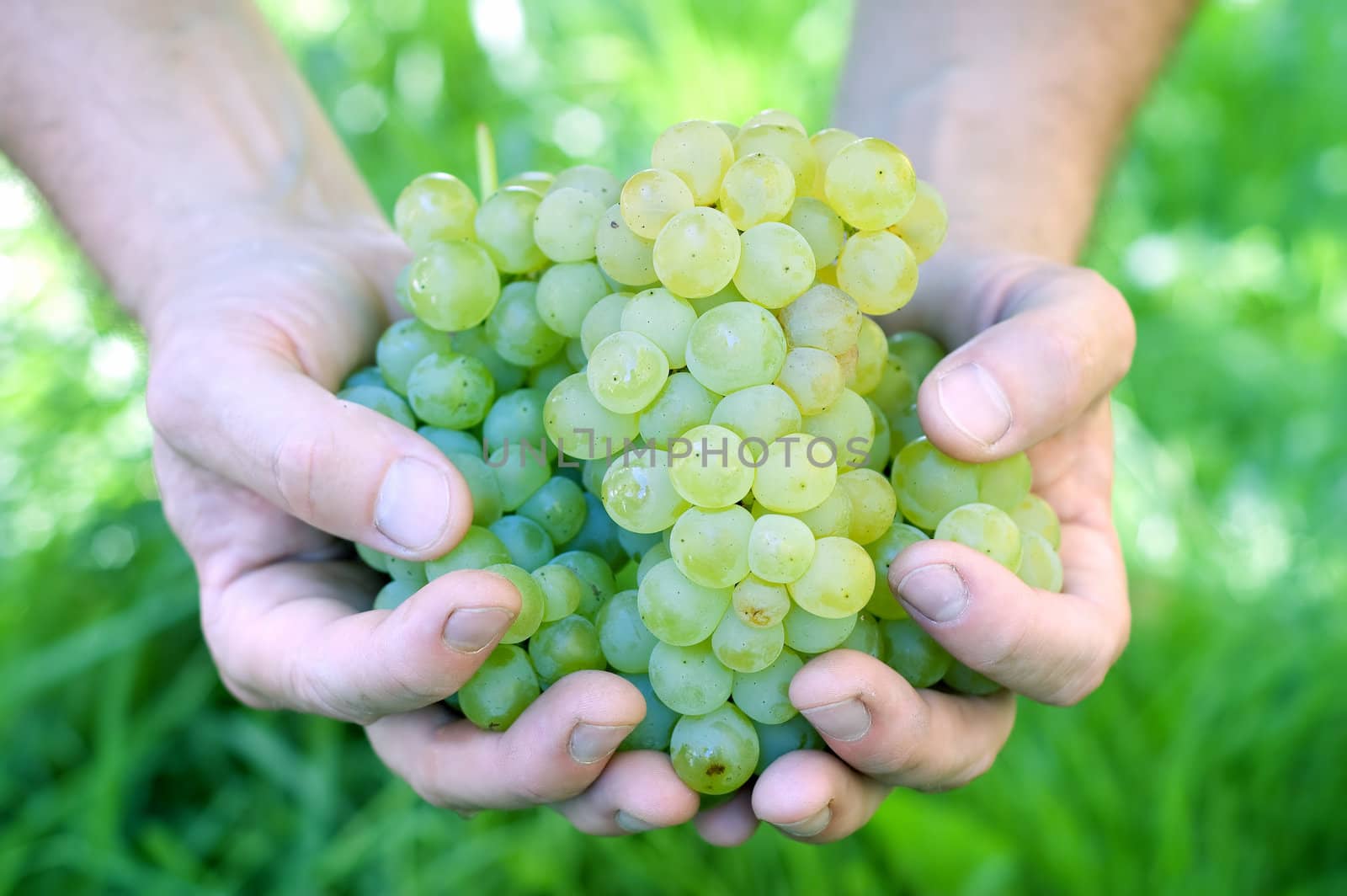 Hand Holding Fresh Bunch of Grapes In The Vineyard
