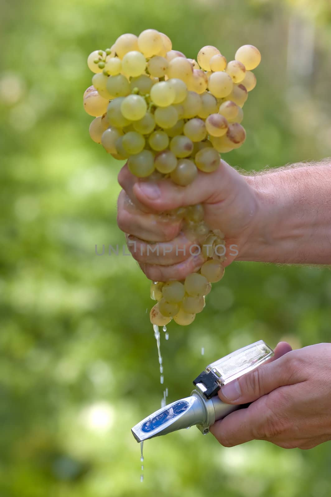 Checking The Sugar Contest Of Grape by Rainman